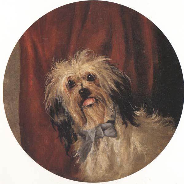 Percy Gray The Artist's Dog (mk42)